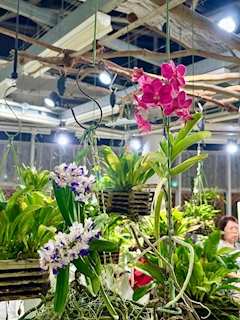 🐟🌷平目めしべ🌷🐟「🪷神代植物公園 秋の大温室夜間公開3️⃣🪷」