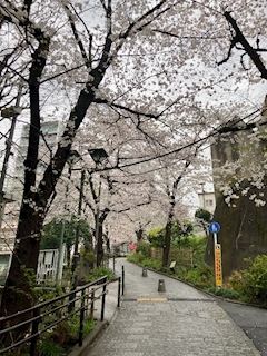 🐟🌷平目めしべ🌷🐟「🌸桜並木🌸」
