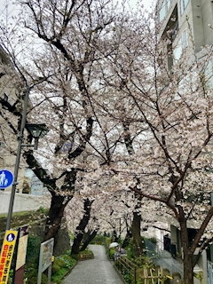 🐟🌷平目めしべ🌷🐟「🌸桜並木🌸」