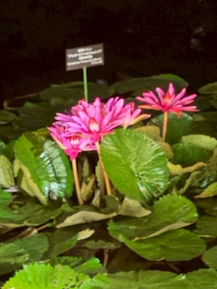 🐟🌷平目めしべ🌷🐟「🪷神代植物公園 秋の大温室夜間公開3️⃣🪷」