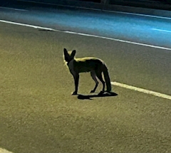 🐈‍⬛🐈_𝗖𝗔𝗧_🐈🐈‍⬛