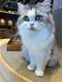 chiko
