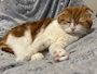 chiko