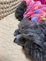 chiko