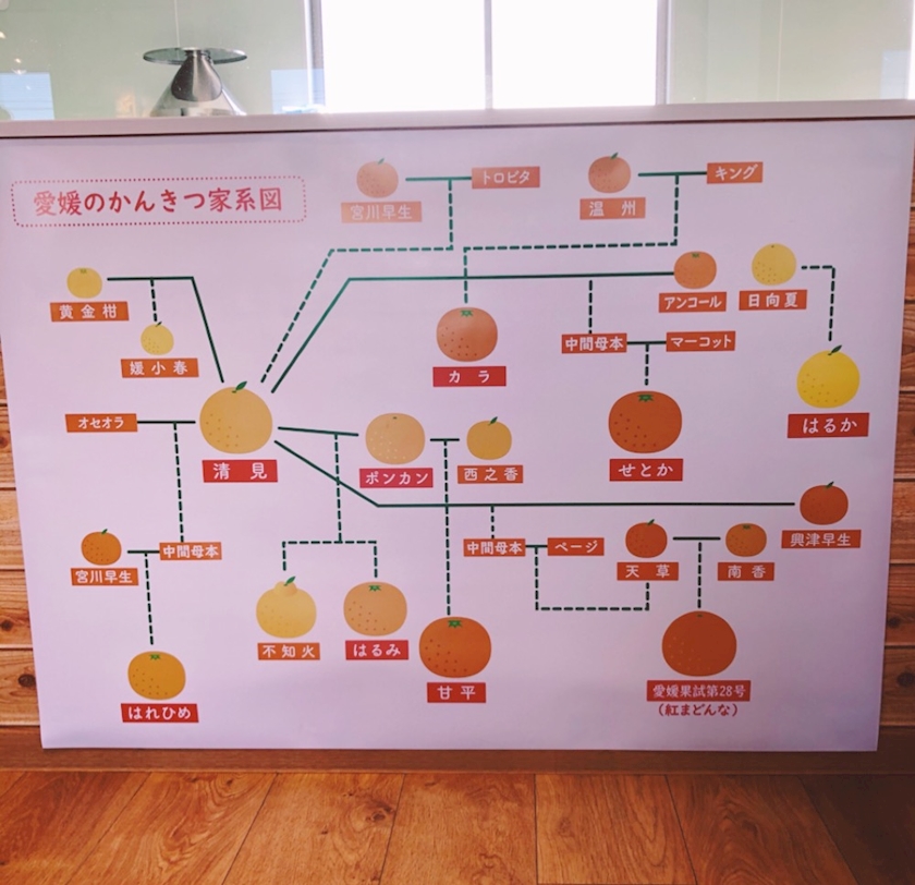 愛媛のお土産 しずかママ ラピュー 中洲のスナック ポケパラ