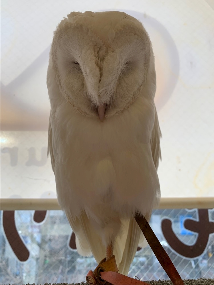 ふくふくふくろう 七瀬遥 Plutus プルトス 三重 四日市のクラブ ラウンジ ポケパラ