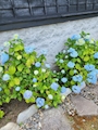 新着ブログ 紫陽花