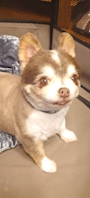 chiko