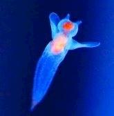 クリオネの捕食シーンかわいい 木下いろ 名駅 キャバクラ プロポーション ポケパラ クリオネの捕食シーンかわいい 木下いろ 名駅 キャバクラ プロポーション ポケパラ