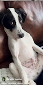 chiko