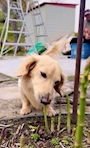 chiko
