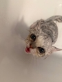 chiko