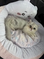 chiko