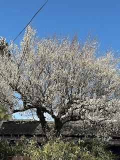 💖志麻💖🦓🐄わむら🍾🥂✨