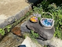 chiko