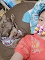 chiko