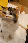 chiko