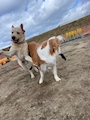 chiko