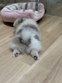 chiko