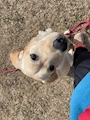 chiko