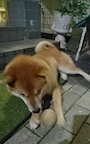 chiko