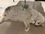 chiko