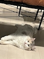 chiko