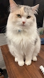 chiko
