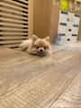 chiko