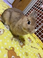 chiko
