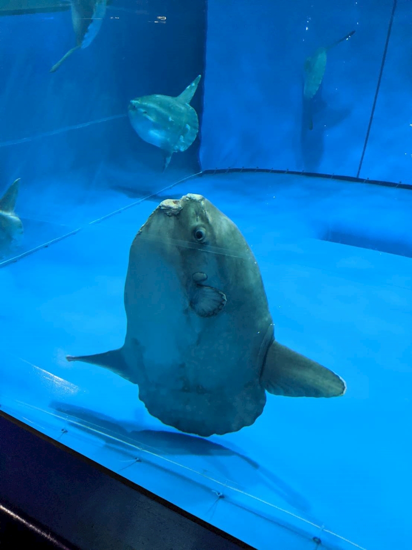 マンボウ ネル 金山 ガールズバー Rai ポケパラ