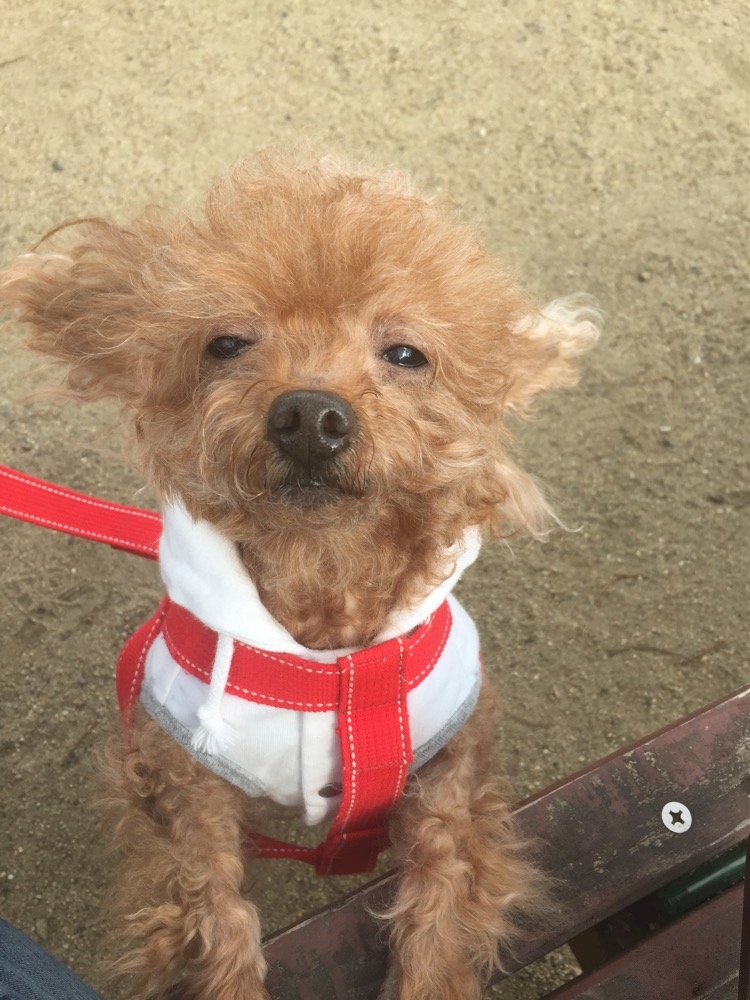 2日酔い 英津子ママ Legion D Honneur レジオン ドヌール ミナミのスナック ポケパラ