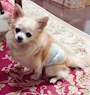 chiko