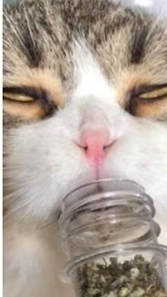 プロフィール写真4・枢木 まな｜XENON・ゼノン - 渋谷の朝・昼キャバ