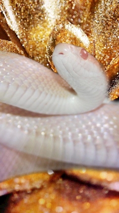 リョウコ
