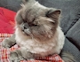 新着ブログ 🐈⬛🐾𓈒 𓂂𓏸