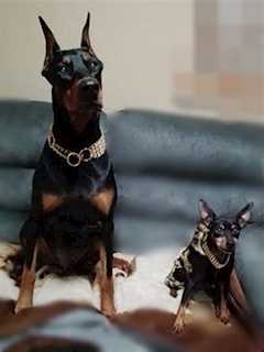 プロフィール写真1・愛犬ドーベルマン|イビザDays・イビザデイズ - 池袋西口の朝・昼ガールズバー