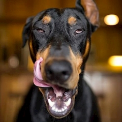 プロフィール写真2・子犬ドーベルマン｜イビザDays・イビザデイズ - 池袋西口の朝・昼ガールズバー