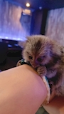 chiko
