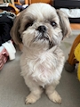 chiko
