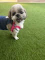 chiko