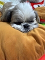chiko