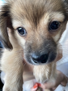 もえ「いぬ🐶🤍」