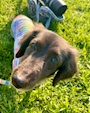 chiko