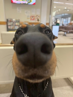 LaughTale「やぁ！」