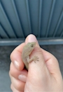 chiko
