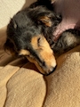 chiko