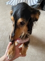 chiko
