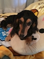 chiko