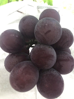 プロフィール写真1・しおり｜熟女キャバクラ　雅・ミヤビ - 広島市（流川）のキャバクラ